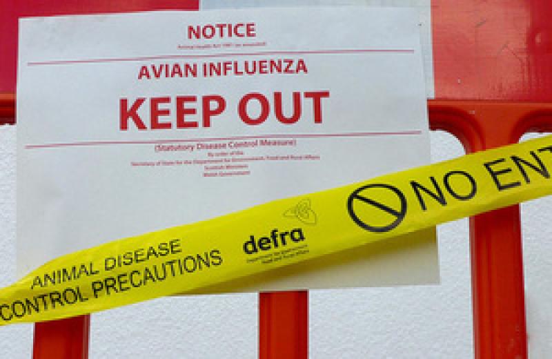Longford and Irish farmers warned of risks after UK Avian flu outbreak