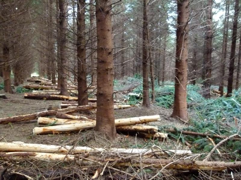 Teagasc introduces regular forestry advisory clinics for Co Leitrim