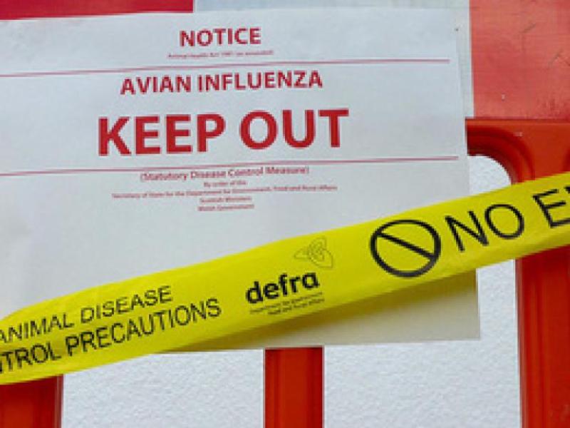 Bird flu discovered in a whooper swan on Longford-Leitrim border