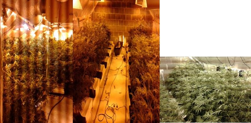 Cannabis raids