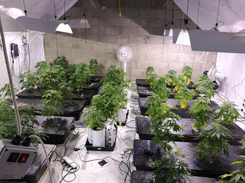 Man arrested following €50,000 cannabis bust in Edgeworthstown 