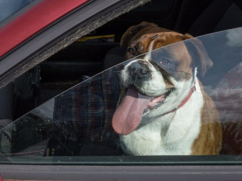 Longford pet-owners warned not to leave dogs in cars during hot weather