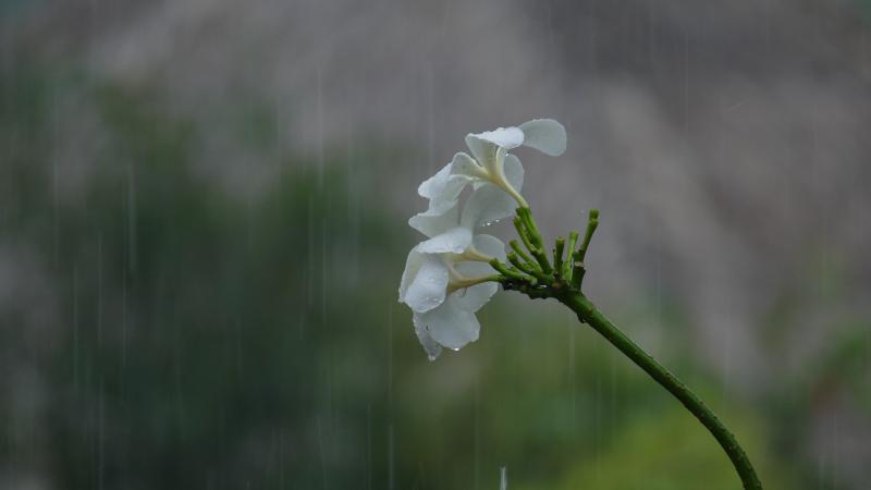 flowers in the rain
