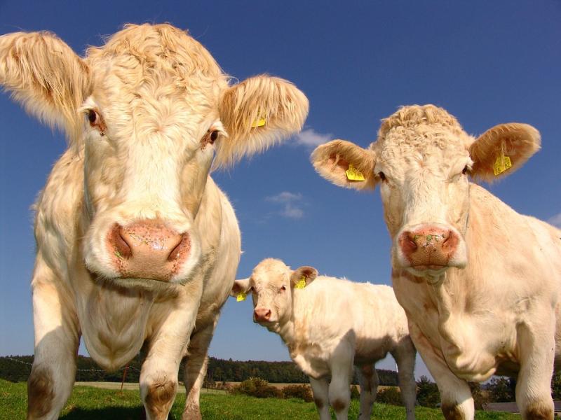 Longford Leader Farming: ICMSA wants cattle price transparency for farmers