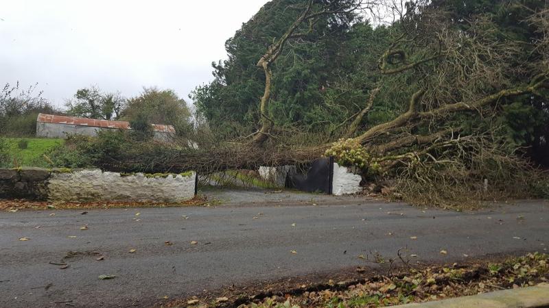 Tree down at Clontumpher 