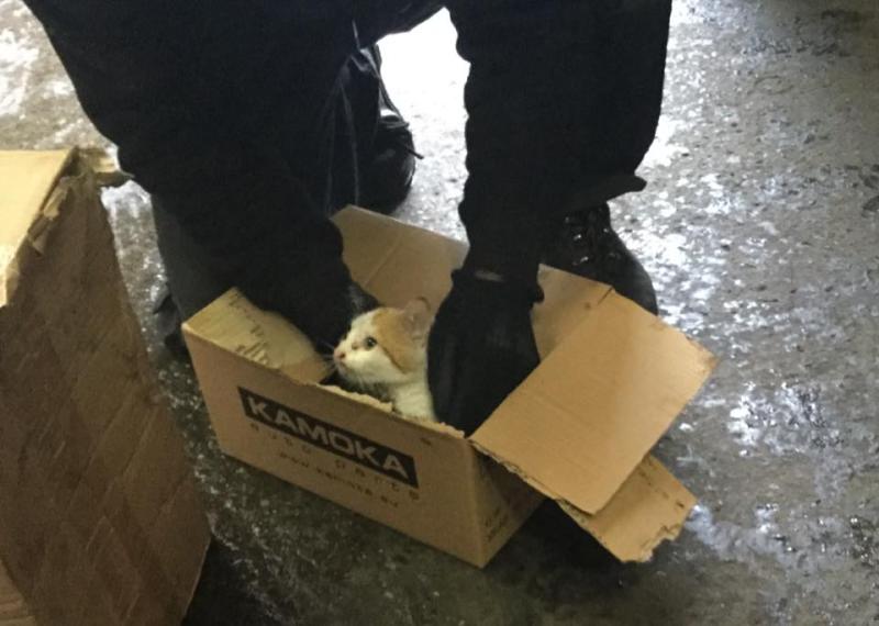 'Cat'astrophe avoided as Ballymahon mechanic rescues kitten