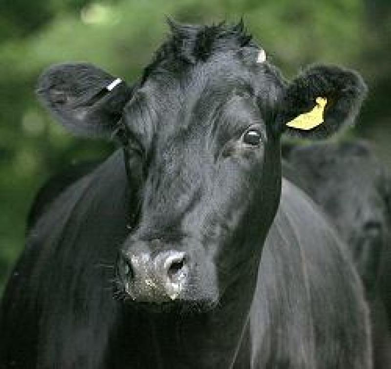 Connaught Leinster Aberdeen Angus club dinner dance set for Athlone