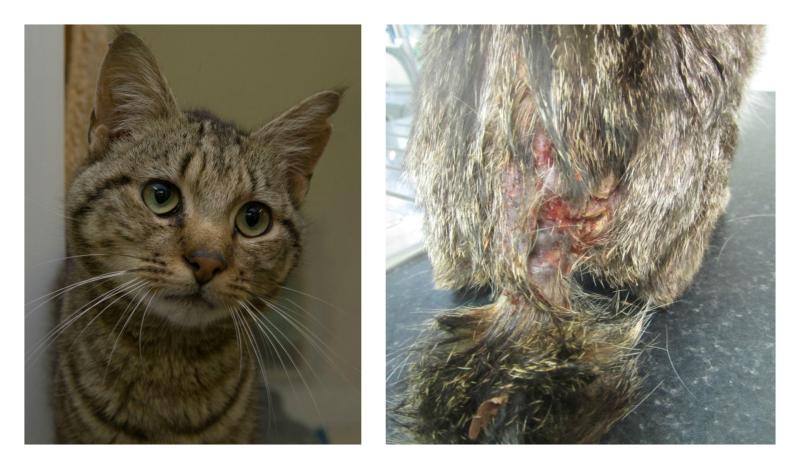 Rescued cat with severely infected wound recovering at ISPCA National Animal Centre in Longford