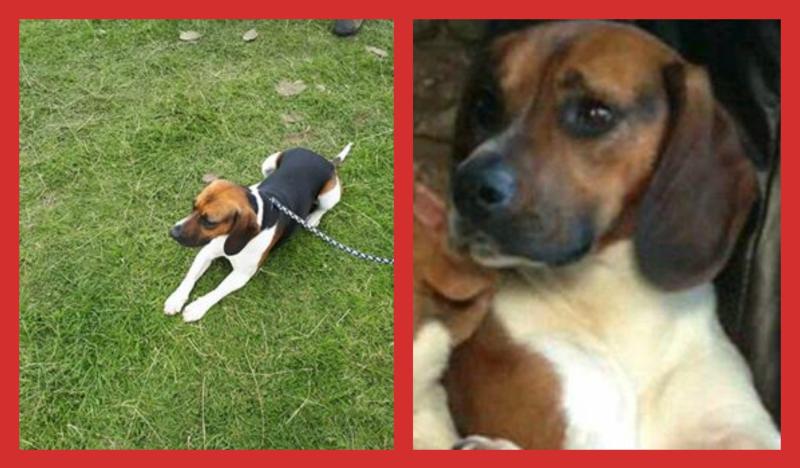 Owner offers €500 reward to help find beagle dog missing in Longford since last Sunday