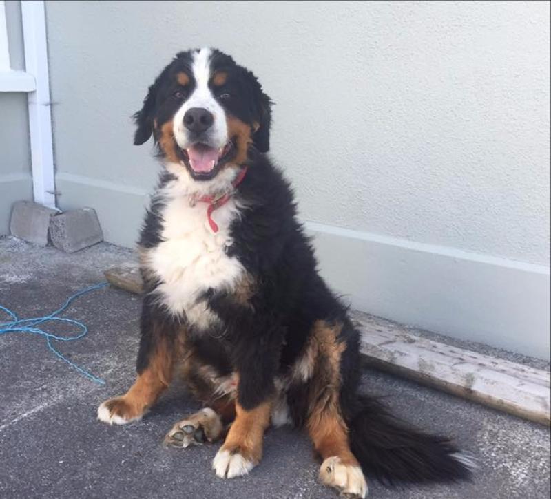 Upset Longford woman appeals for help to find her missing Bernese mountain dog