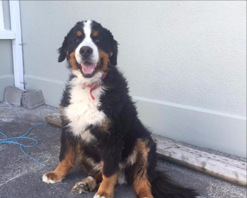 A happy ending as missing Bernese mountain dog 'Cooper' is returned to relieved Longford owner