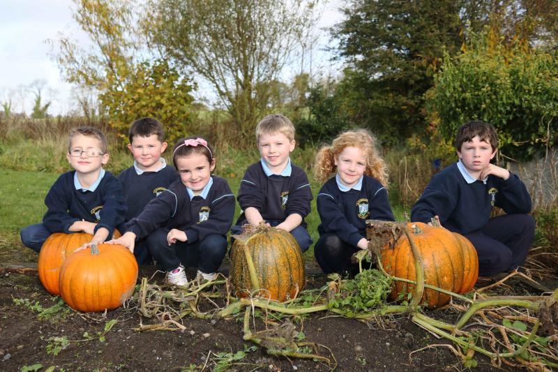 Green fingers in Abbeylara as school harvests five pumpkins