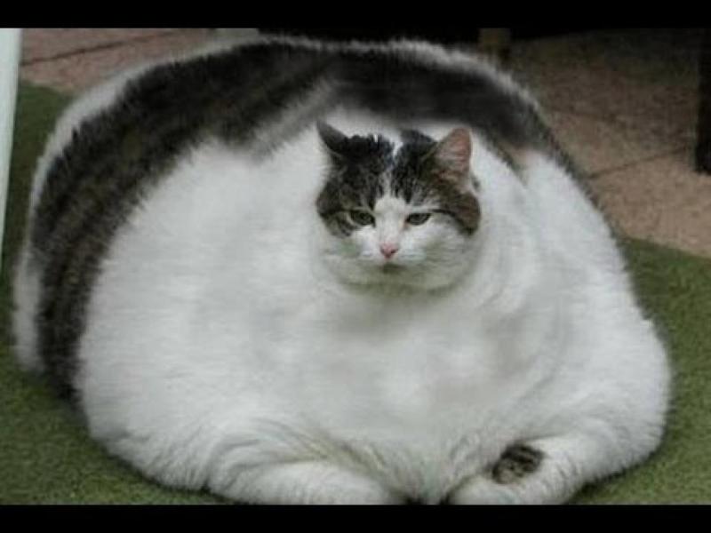'We're making a fat cat, fatter', says irate Longford councillor