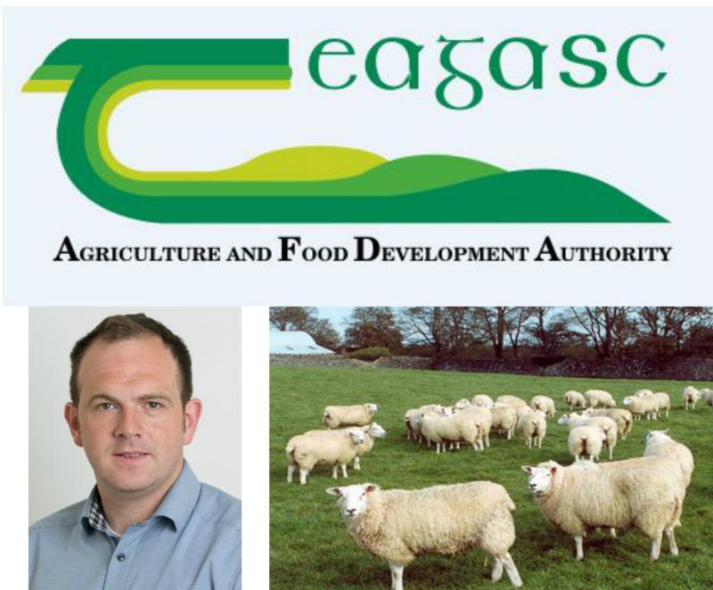 Liver Fluke in Sheep