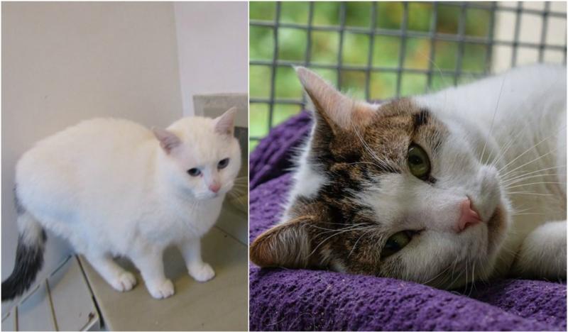 ISPCA Centre in Longford appealing for new homes for over 100 cats 