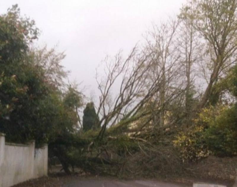 WEATHER ALERT: Trees down across Longford as Storm Eleanor hits