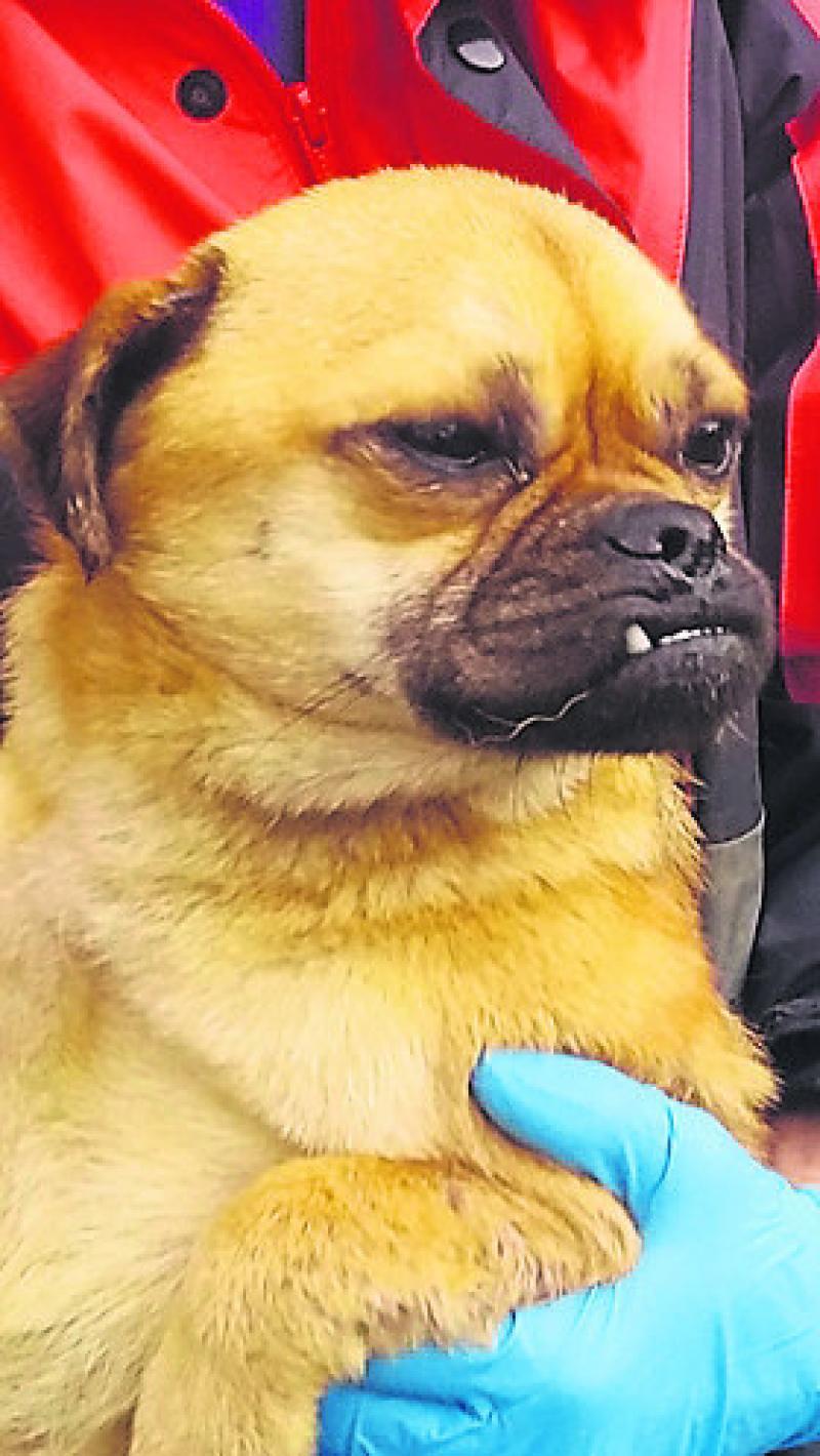Puggsy