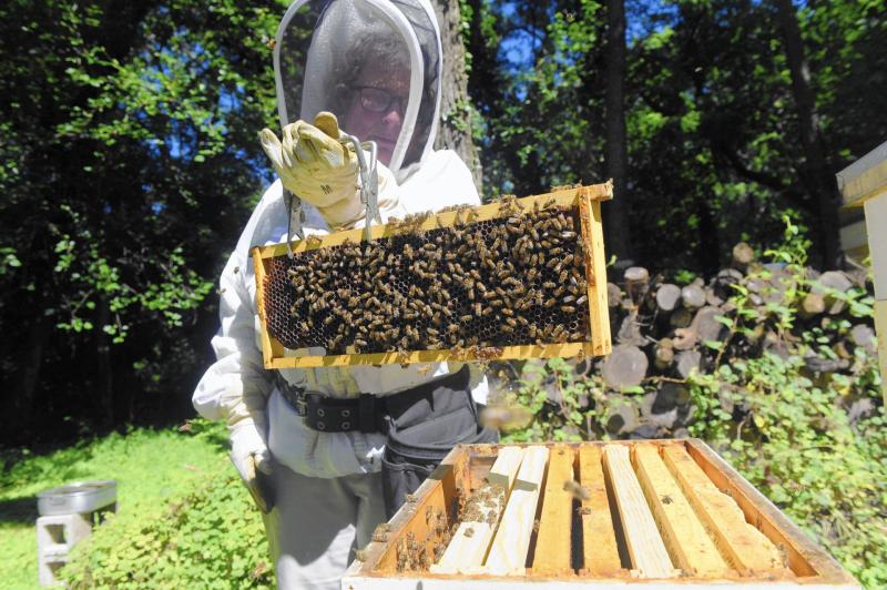 Beginners beekeeping course to commence in Longford next month 