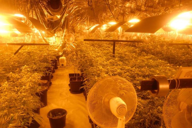 Cannabis 