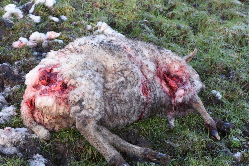 Kenagh couple distraught after sheep mauled by local dogs