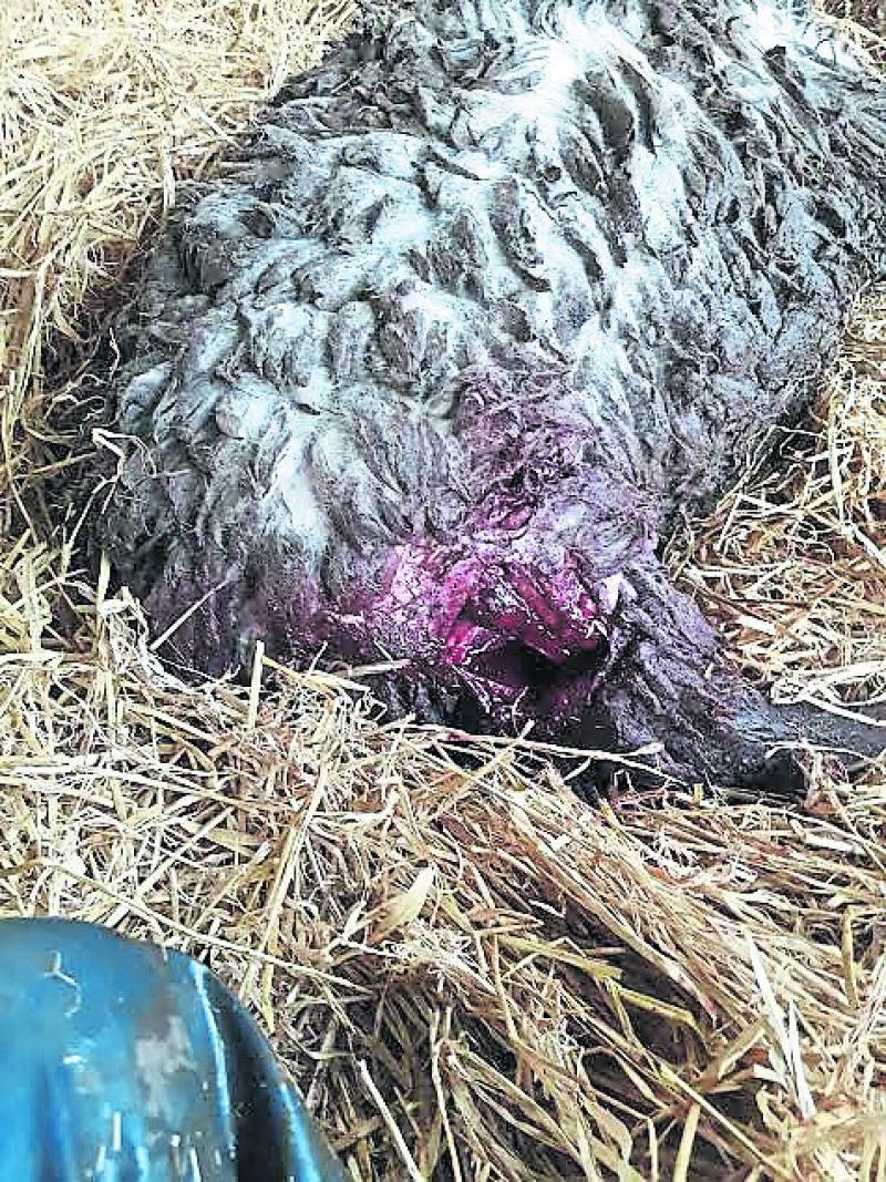 ‘Dogs kill for sport’ warns Longford sheep farmer