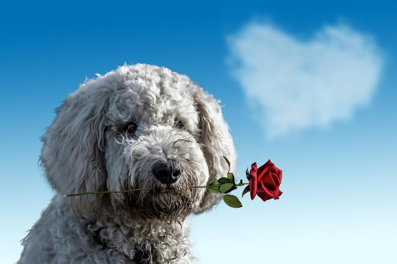 Irish Adults to spend over €200 million this Valentine’s Day