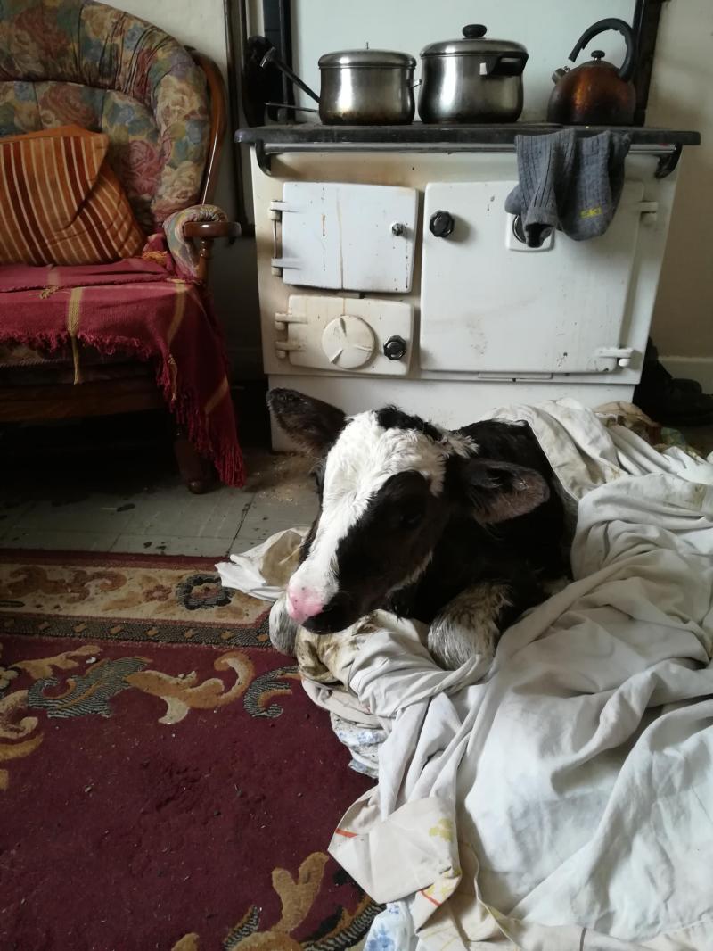 New Calf 