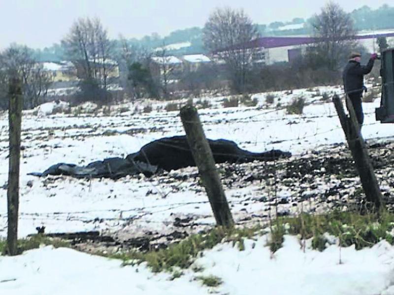 Dead horse