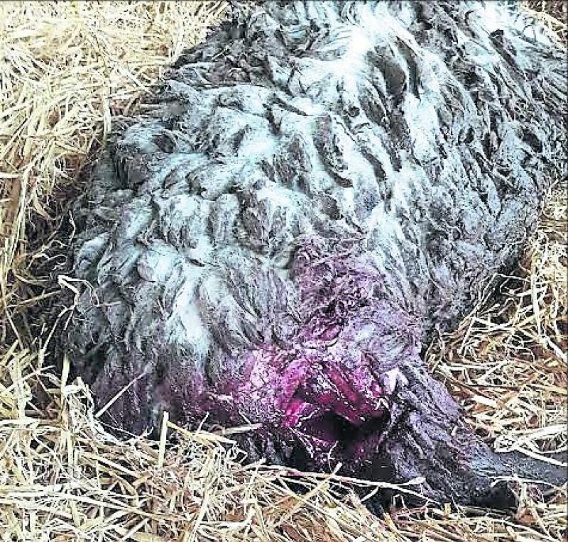 Sheep kill