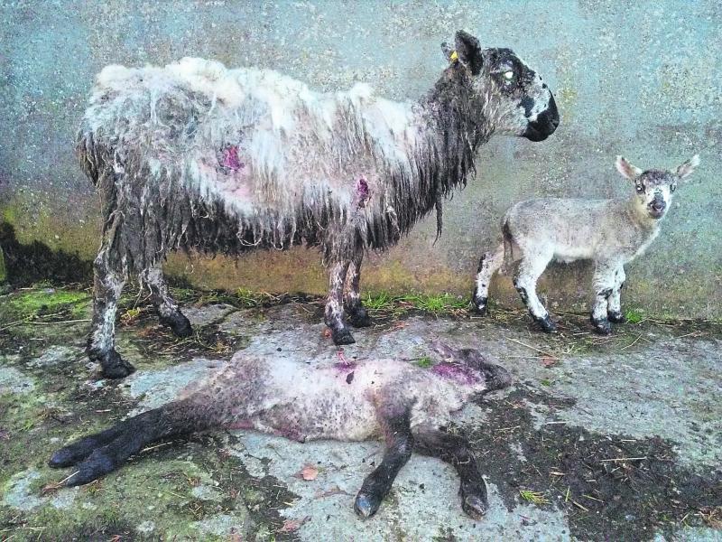 Sheep Kill in  south Longford 