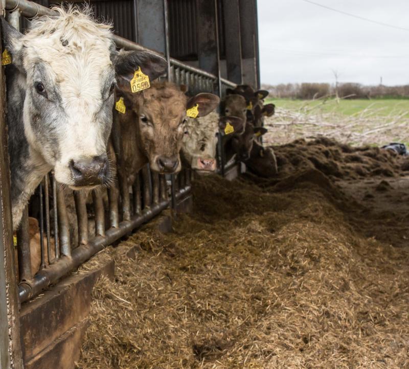 Longford's farming sector facing ‘immense challenges’ due to persistent bad weather