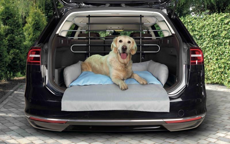 Help Longford drivers and pets to stay safe on Irish roads