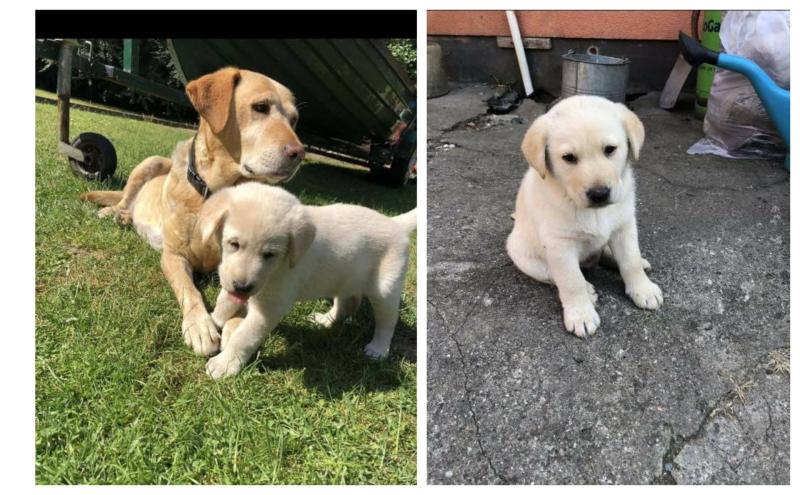 Longford family devastated after Labrador puppies stolen from their home