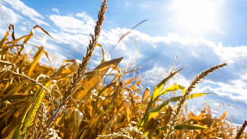 Teagasc event in Longford to discuss impact of drought on farmers