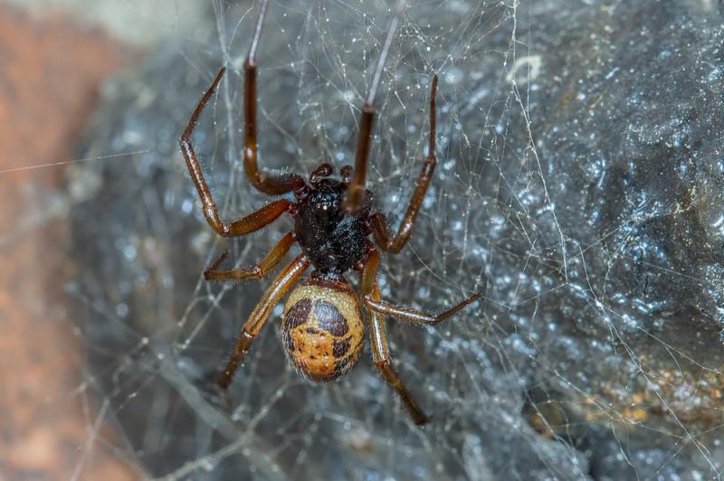 Every county in Ireland can expect influx of deadly false widow spiders 