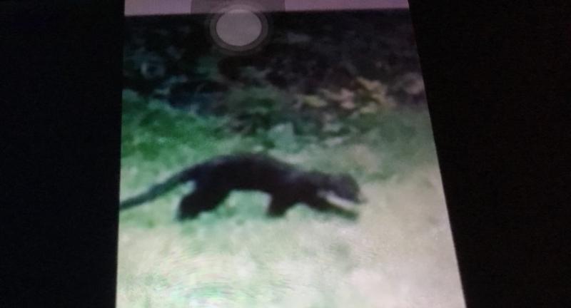PHOTO: Drumlish woman trying to identify strange 'creature' in her back garden