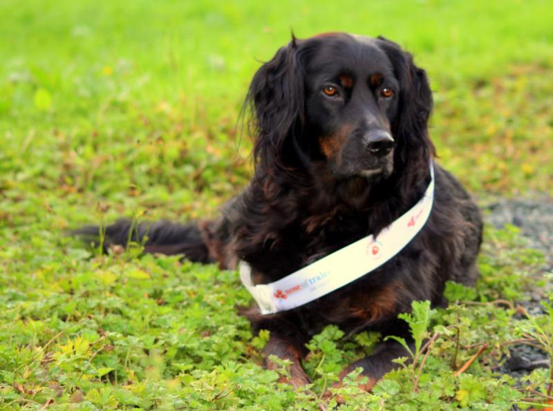 Help this Longford dog to become the next Nose of Tralee