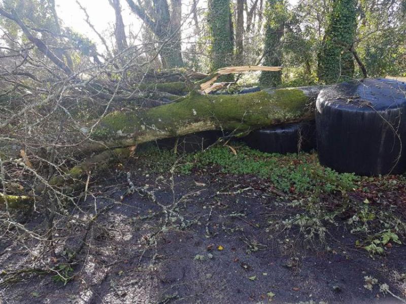 Storm Ali 