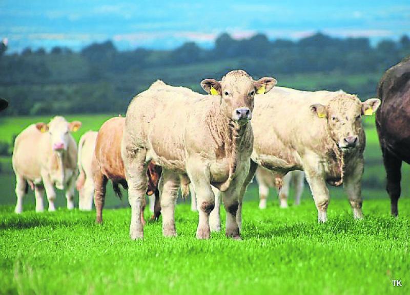 Factory prices crippling farmers financially says IFA