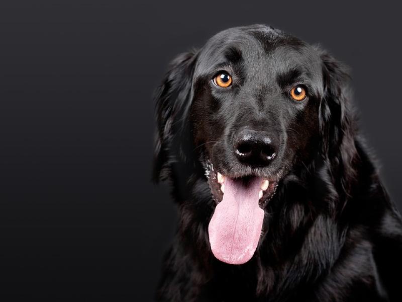  Maxi Zoo Longford to provide assistance dogs for children with Autism
