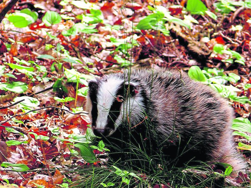 Department confirm Ballymahon badger traps set as part of eradication programme