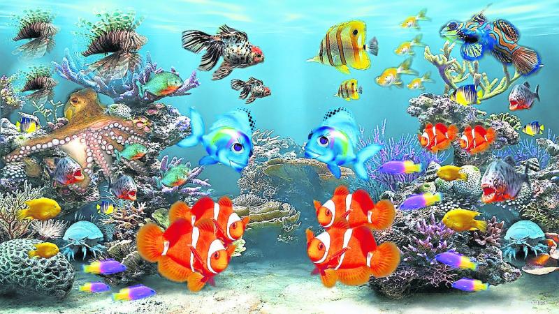 Longford Leader Writing Corner: 'Dive'-rsity in the Deep Blue Sea