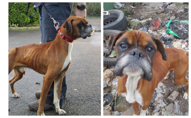 Rescued boxer dogs find an amazing home together after spell of rehabilitation in Longford