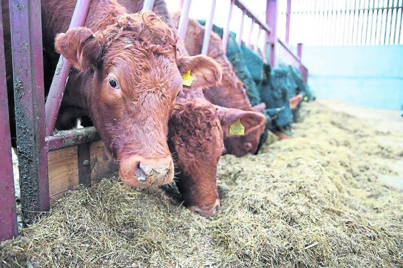 Cattle finishers demand more on beef