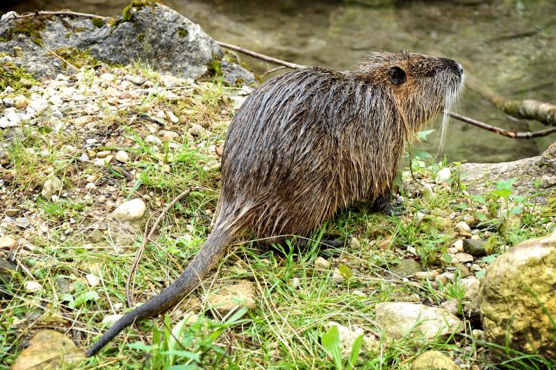 Warning issued as metre-long super rat spotted in Irish canal