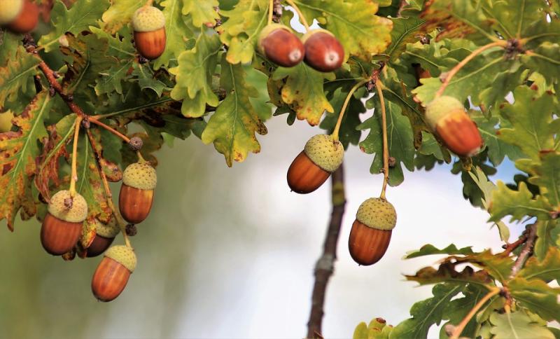 Gardening with James Vaughan: A tree for every person and garden