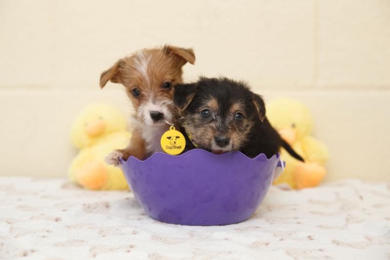 Dogs Trust warns of the dangers of Easter chocolate for dogs