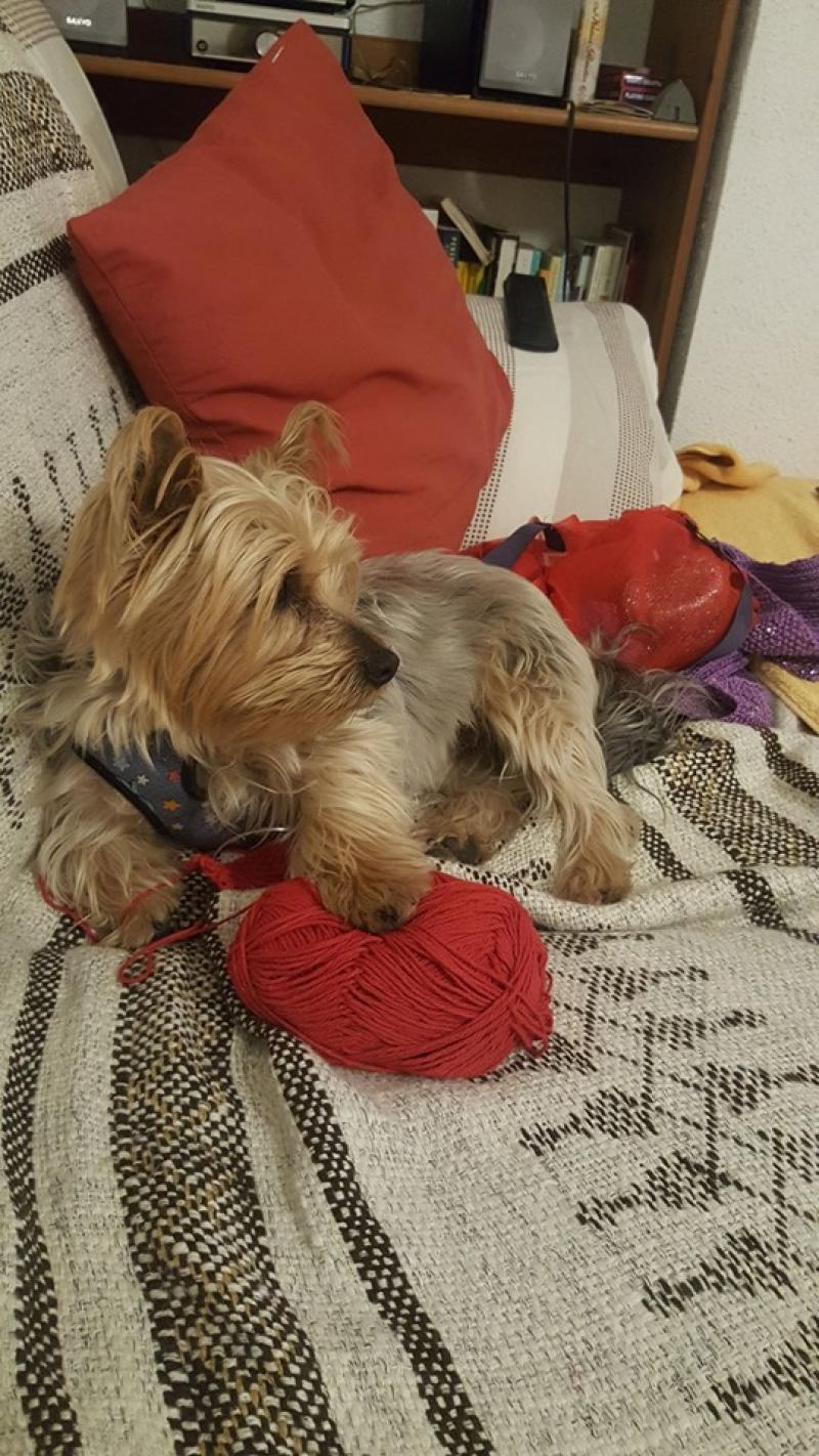 Family pet believed to have been stolen from Ballymahon