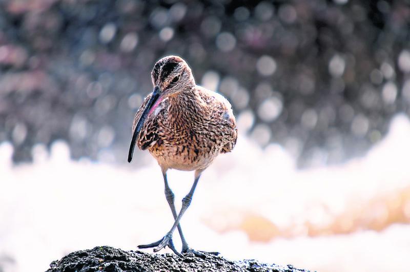 Curlew