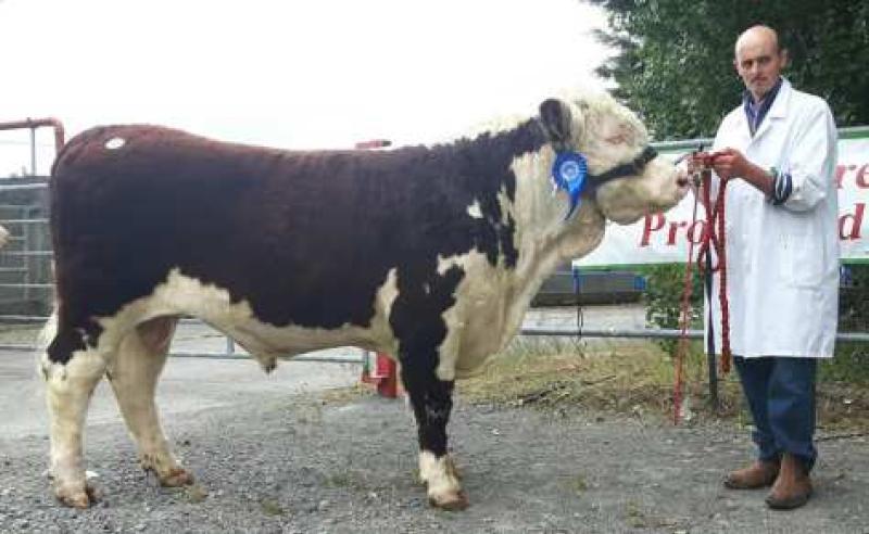 JJ Farrell, from Trillick-A-Temple Co Longford, pictured with his bull Trillick Jake, who achieved  a price of €3,200 at the Nenagh Show and Sale. PICTURE: IRISH HEREFORD SOCIETY